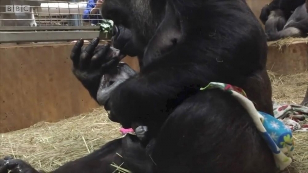 Mamãe gorila beija filhote recém-nascido, em zoológico dos EUA (Foto: BBC)