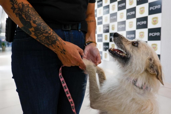 Policiais civis adotam cachorrinha que \