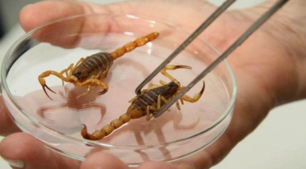 (Foto: Divulgação)