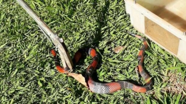 Fotos: Polícia Militar Ambiental