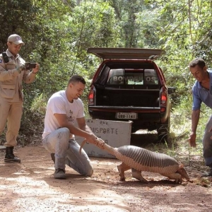 Animal atinge mais de 1 metro de comprimento (Foto: ONG Amigos dos Animais)