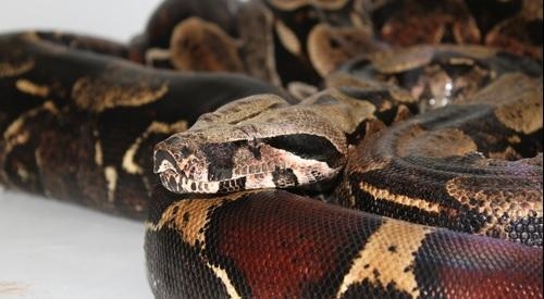 (Foto: Divulgação/Assessoria de Imprensa)