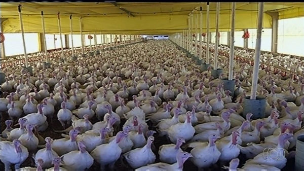 Criação de peru em unidade da BRF em Mineiros (GO) (Foto: Reprodução/TV Anhanguera)