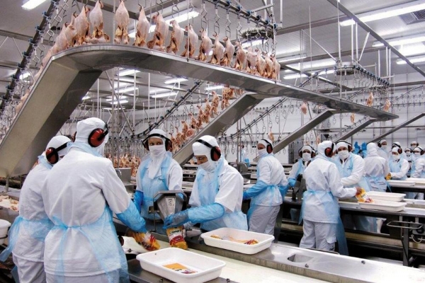 O Paraná é o maior produtor de frango do país, responsável por um terço da produção nacional (Foto: Agência Estadual de Notícias/Divulgação)