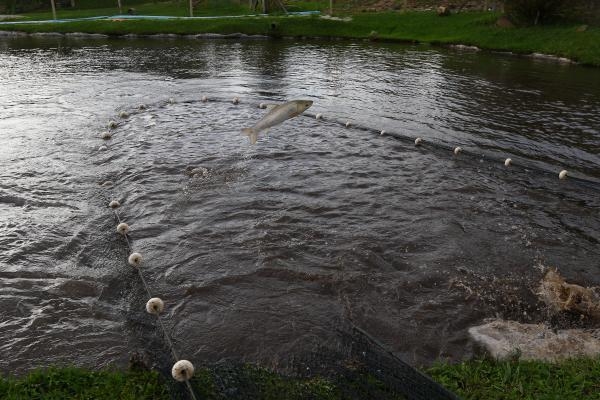 A tilápia representa 91% da produção paranaense (Foto: Franklin de Freitas)