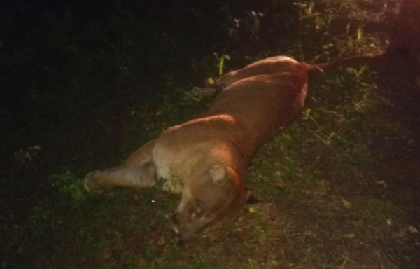 Onça foi atropelada por moto em rodovia municipal de Londrina (Foto: Polícia Ambiental/Divulgação)
