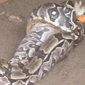 Cobra encontrada comendo pato na Zona Sul do Recife foi resgatada pelo Cipoma (Foto: Reprodução/WhatsApp)