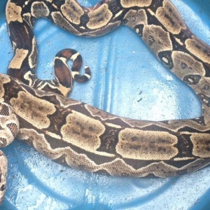 Cobra foi encontrada em quintal de casa no Ipsep, na Zona Sul do Recife (Foto: Reprodução/WhatsApp)