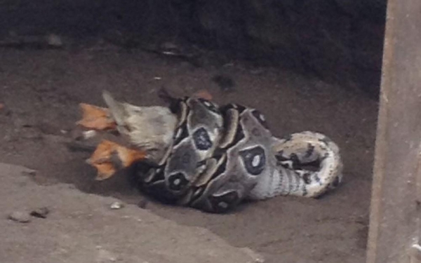 Cobra é flagrada comendo pato no quintal de casa na Zona Sul do Recife (Foto: Reprodução/WhatsApp)