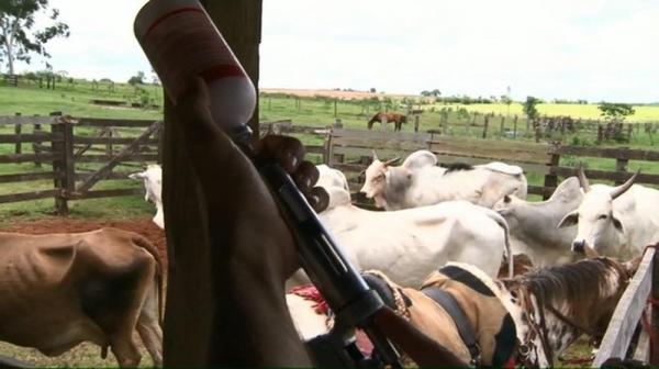 Campanha de vacinação contra a febre aftosa é prorrogada para até sexta-feira (15), no Paraná (Foto: Reprodução/RPC)