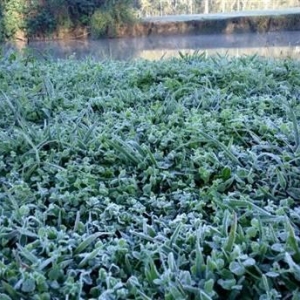 (Foto: Jairo Nascimento/Rede Massa)