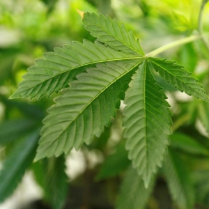 Uso medicinal da maconha é permitido pela Anvisa (Foto: Rick Wilking/Reuters)