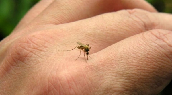 (Foto: Ilustração/Reprodução/Fiocruz)