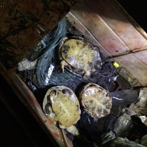 Na embarcação havia ainda três tartarugas que, como estavam vivas, foram devolvidas ao rio — Foto: Polícia Ambiental/RPC