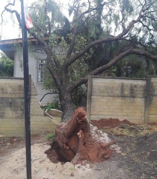 Tempestade acompanhada de vento derrubou árvores em Guarapuava (Foto: Bruno Hansen/ Arquivo pessoal )