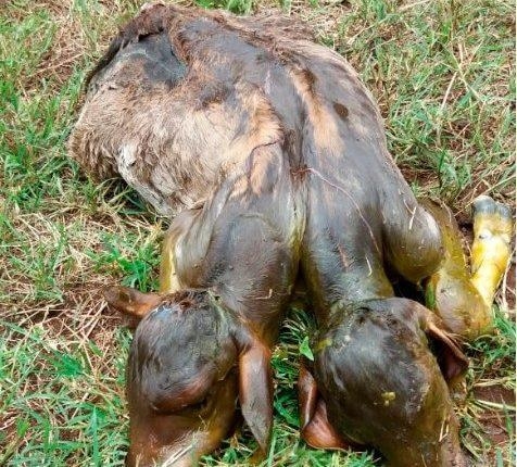 Fenômeno é chamado policefalia e acontece principalmente com gêmeos univitelinos - Foto: Reprodução Idest Notícias