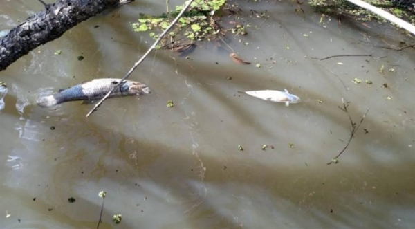 (Foto: Reprodução)