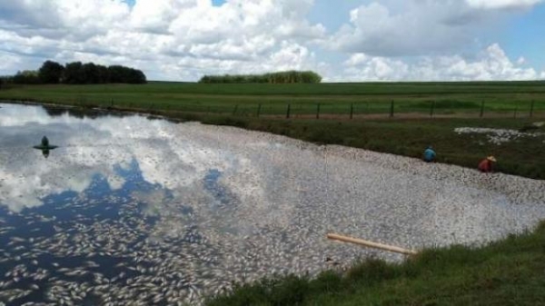 Um produtor rural perdeu 30 mil quilos de peixes na madrugada de sábado (23) em Bragantina, região de Toledo.   De acordo com o produtor, a falta de energia elétrica nos dois tanques da propriedade foi o motivo da morte dos animais que ficaram sem oxigênio.   Foi na Chácara Sampaio Boffo. O dono Lourival Boffo, estima um prejuízo de cerca de R$160 mil.  O fato foi comunicado a Copel que foi representada no local por funcionários. Eles fizeram vistoria e pediram para a situação ser oficializada no escritório de atendimento para as devidas providências.  Oficialmente até agora, não se sabe ao certo o que provocou a falta da energia que mantém os aeradores ligados para fornecer oxigênio aos peixes.  Segundo o produtor, as tilápias estavam com média de 900 gramas no ponto para a comercialização que estava programada para os próximos dias. Existe um terceiro açude, mas felizmente tinha menor quantidade e neste não houve morte de peixes.