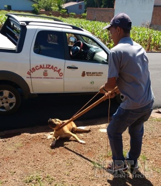 O animal foi capturado na região do lago. (Fotos: Portal Nova Santa Rosa)