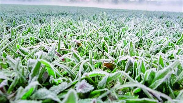Geadas podem ocorrer em Curitiba no sábado e no domingo (Foto: Thiago Andre Costa/SMCS)