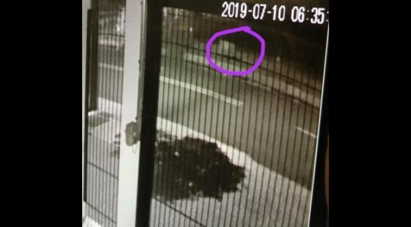 O animal foi flagrado pelas câmeras de segurança de um imóvel . (Foto: Reprodução