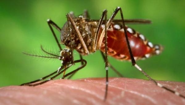 (Foto: Portal Brasil)