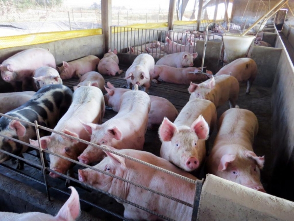 Foto: O Presente- Divulgação