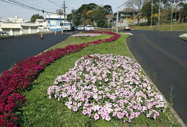 Canteiros na Manoel Ribas ganharam flores rosas para marcar a campanha do Outubro Rosa (Foto: Lucilia Guimarães/SMCS)