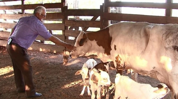 Vaca da à luz bezerras trigêmeas com reprodução natural, em Assis Chateaubriand — Foto: Reprodução/RPC
