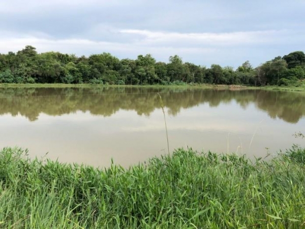 A espécie é considerada uma das maiores serpentes não peçonhentas do mundo. (Foto: Tropical Notícias )