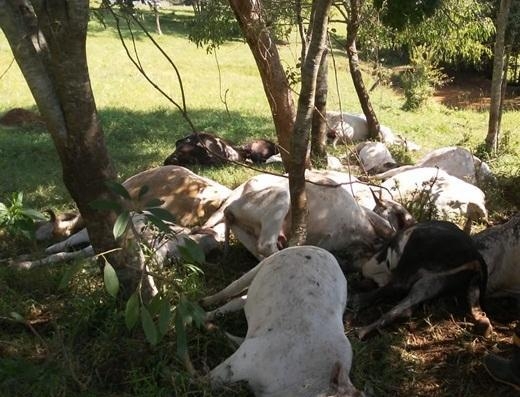 Gado morto pelo raio na madrugada. (Foto: Portal Cantu)