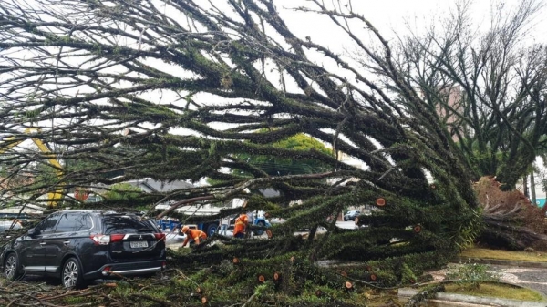 Árvore caiu na região central de Rolândia durante temporal nesta terça-feira (14) — Foto: Patrícia Piveta/RPC