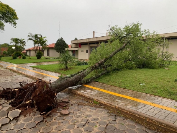 Árvore em frente a prefeitura.(Fotos: Portal Nova Santa Rosa)