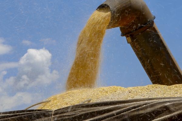 Soja pode ser uma das culturas mais impactadas pelo clima (Foto: Jaelson Lucas/AN-PR)