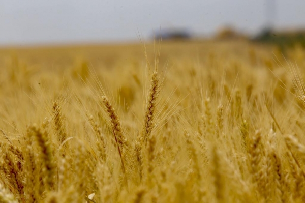 Foto:AEN/Reprodução