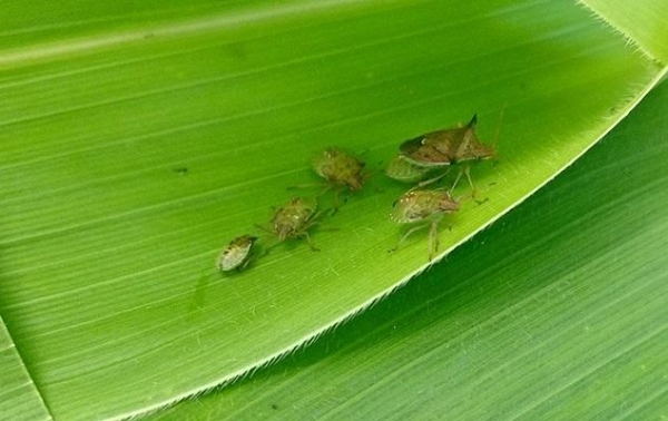 Fotos: Sou Agro/Reprodução