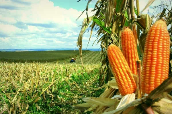 Paraná supera média nacional(Foto: Sou Agro/Reprodução)