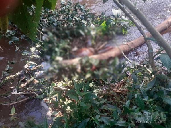 Fotos: Portal Nova Santa Rosa