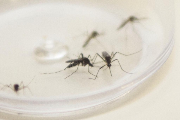 Secretaria da Saúde reforça alerta para cuidados contra a dengue e tira dúvidas sobre a doença. Foto: Pedro Ribas/Arquivo AEN