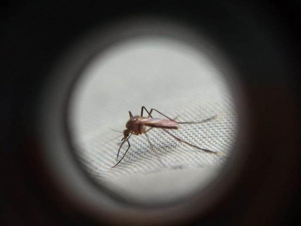 (Foto: Reprodução/Sesa-PR)