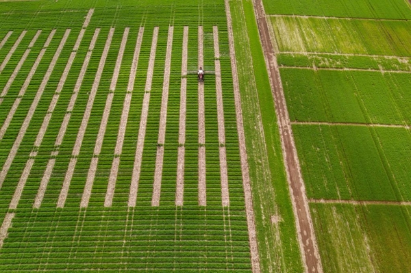 Adapar alerta sobre suspensão do agrotóxico carbendazin. Foto: José Fernando Ogura/AEN