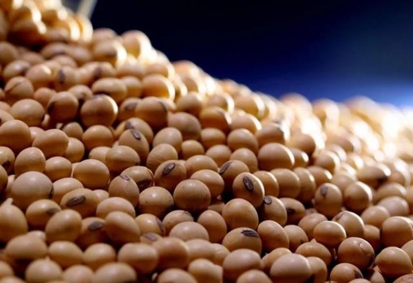 Grãos de soja. Foto: Divulgação O mercado brasileiro de soja teve uma quinta-feira (1) sem negócios. A forte queda de Chicago pressionou as cotações no ambiente doméstico. O mercado começa a se ajustar aos preços da próxima temporada.  PRINCIPAIS NOTÍCIAS PELO WHATS: ENTRE NO GRUPO. TAMBÉM ESTAMOS NO TELEGRAM: ENTRE AQUI  Confira o fechamento nas principais praças