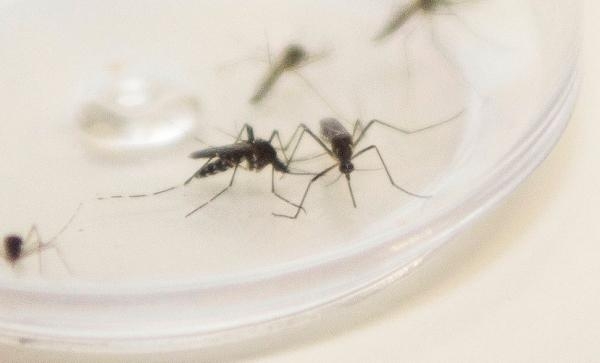 Reprodução/Sesa-PR