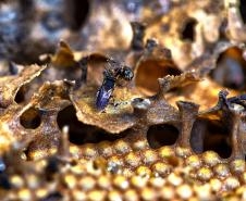 Projeto premiado de reintrodução de abelhas na natureza, Poliniza Paraná completa um ano Foto: Sedest