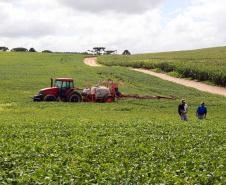 Safra de verão deve alcançar 24,7 milhões de toneladas no Paraná Foto: Gilson Abreu/AEN