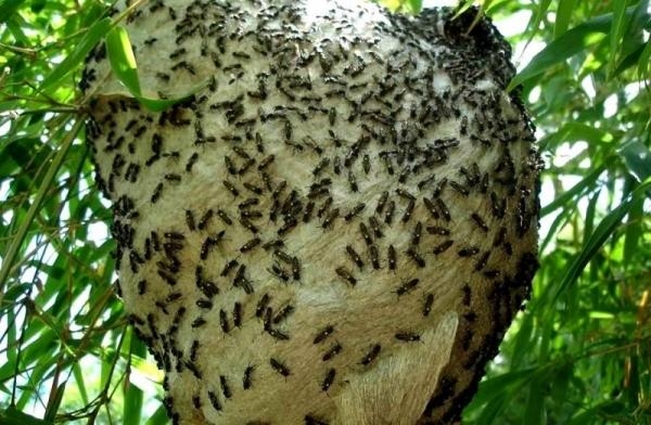 | Foto: Reprodução |