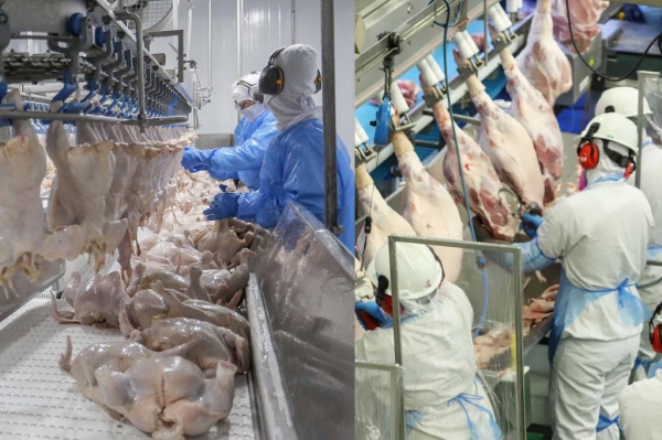 Paraná liderou produção nacional de frangos em 2022; abate de suínos também cresceu Foto: AEN