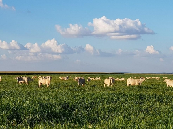 Agropecuária foi a grande impulsionadora do PIB no 1° trimestre de 2023 — Foto: Embrapa Agropecuária Oeste/Divulgação