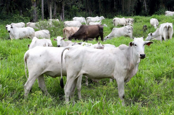 A poucos dias do fim, campanha de atualização de rebanhos alcança 70% das propriedades Foto: Arnaldo Alves/Arquivo AEN