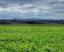 Com expansão de 37%, safra de grãos 22/23 deve chegar a 46,6 milhões de toneladas no Paraná Foto: José Fernando Ogura